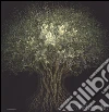 Alberi Alberi